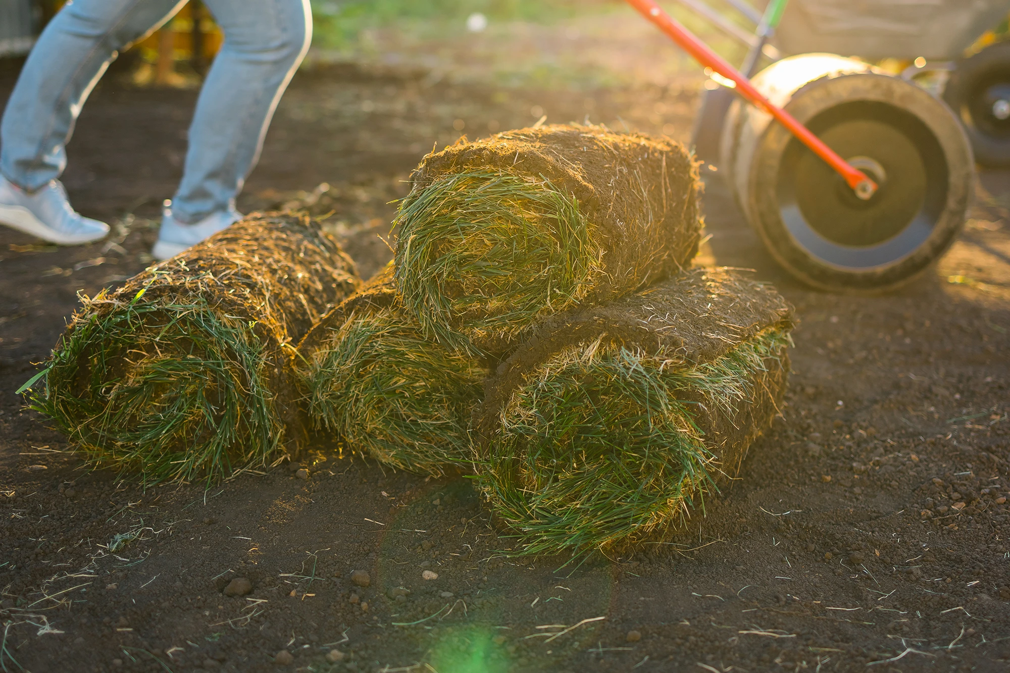Installation crew laying fresh sod on a residential yard