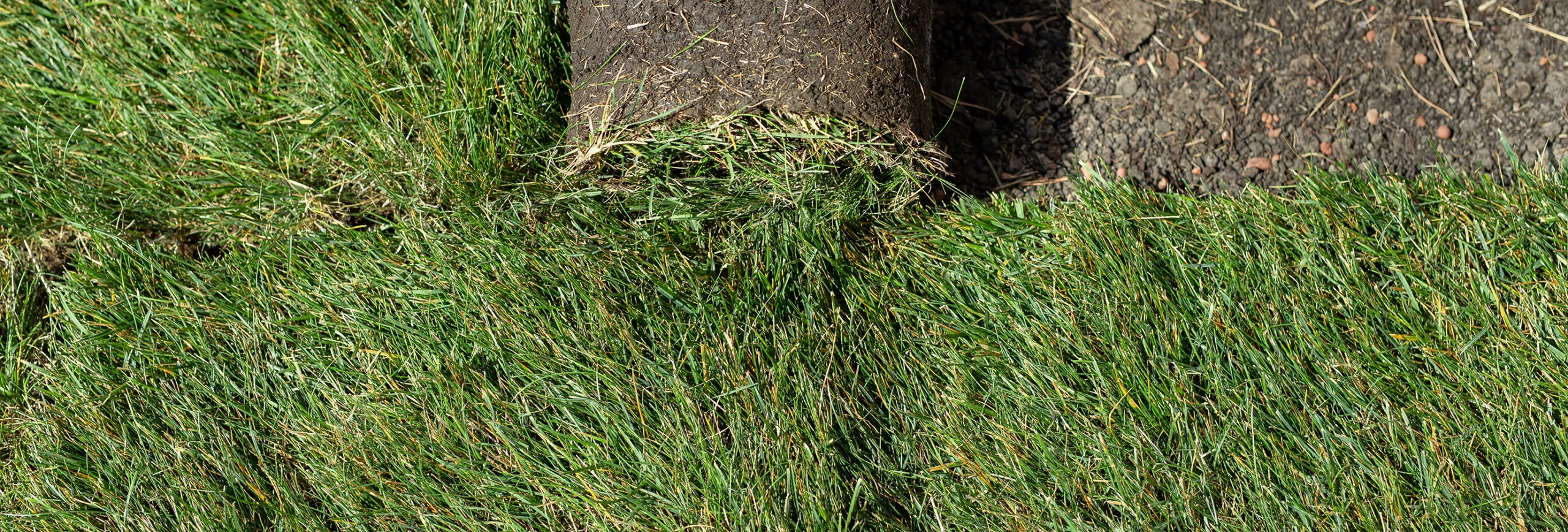 Representative natural turf for tall fescue applications